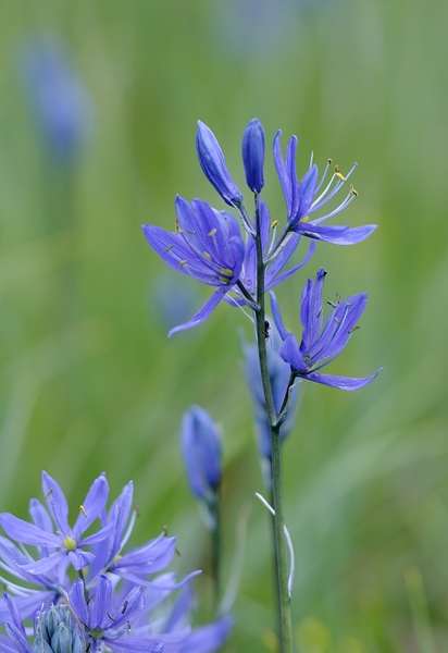 Common Camas Camassia quamash Cowichan Garry Oak Preserve Cowichan Valley Vancouver Island British Columbia. Digital Download