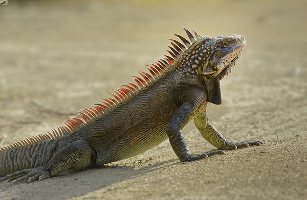 Green Iguana Digital Download