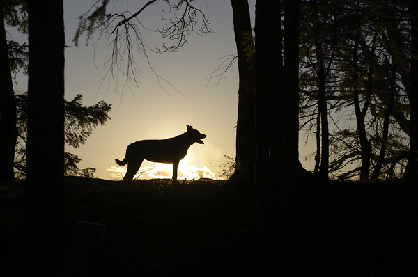 Large dog silhouetted at sunset - Wallace Island Digital Download
