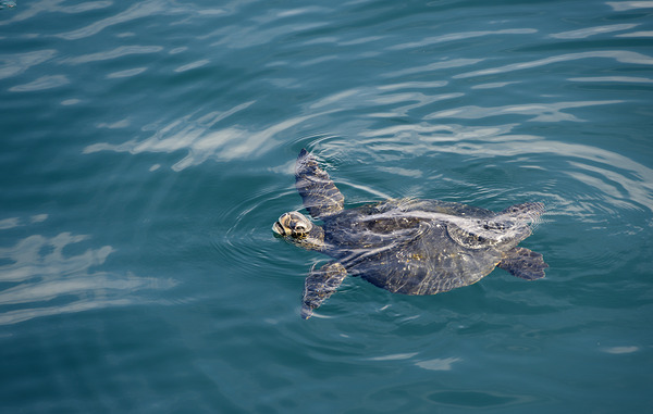 Galapagos green turtle. Isabela Island. Galapagos Islands. Ecuador Digital Download