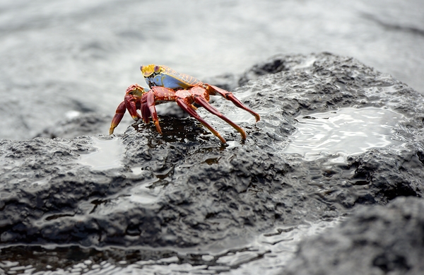 Sally Lightfoot crab Grapsus grapsus Urbina Bay Isabela Island Galapagos Islands Ecuador Digital Download