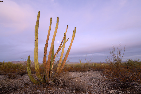 Organ Pipe Cactus Digital Download