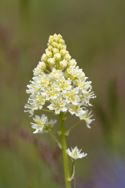 Death Camas or Meadow Death camas Zigadenus venenosus Cowichan Valley Vancouver Island British Columbia Canada Digital Download