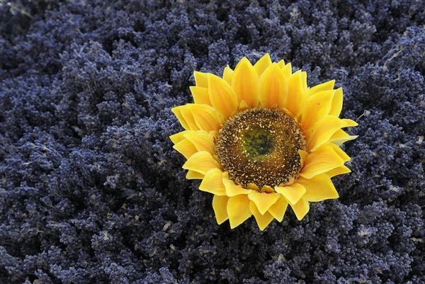 Dried sunflower in a bed of lavender flowers at Lourmarins street market Digital Download