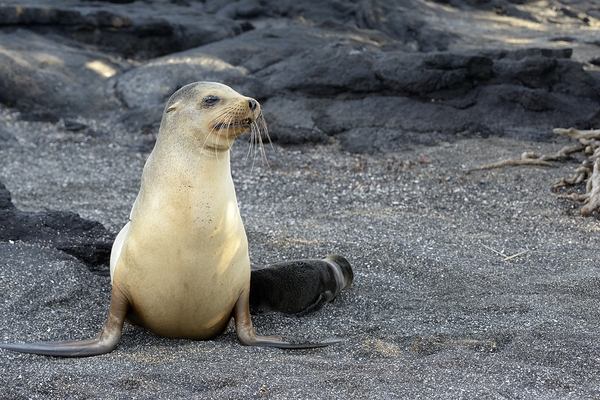 Galapagos sea lion female with pup Punta Espinosa Fernandina Island Galapagos Islands Ecuador Digital Download
