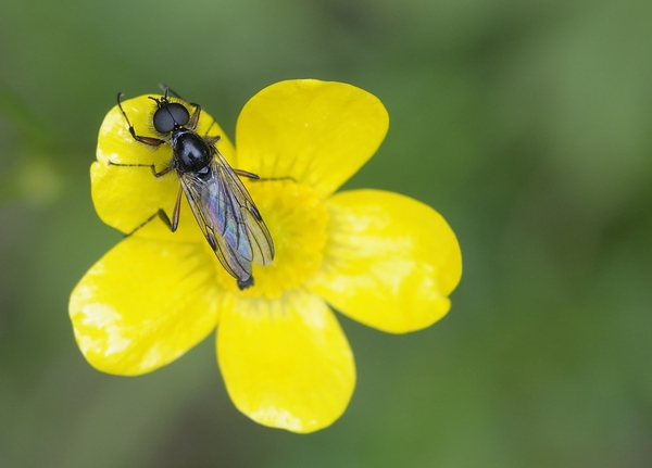 Buttercup Ranunculus Cowichan Valley Vancouver Island British Columbia Canada Digital Download