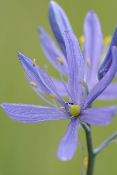 Common Camas Camassia quamash Cowichan Garry Oak Preserve Cowichan Valley Vancouver Island British Columbia. Digital Download
