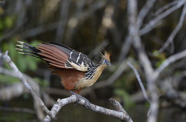 Hoatzin Opisthocomus hoazin on a branch over Lake Garzacocha La Selva Jungle Eco Lodge Amazon Basin Ecuador Digital Download
