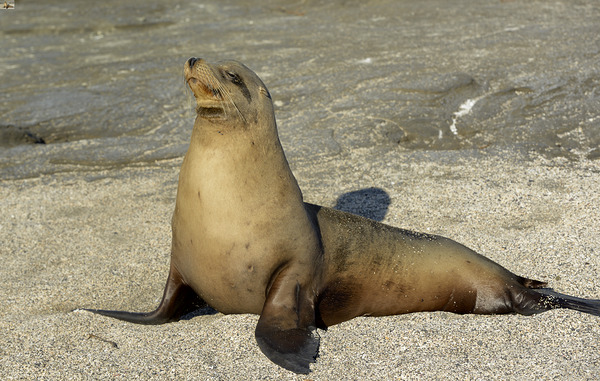 KO EC 13710 Digital Download