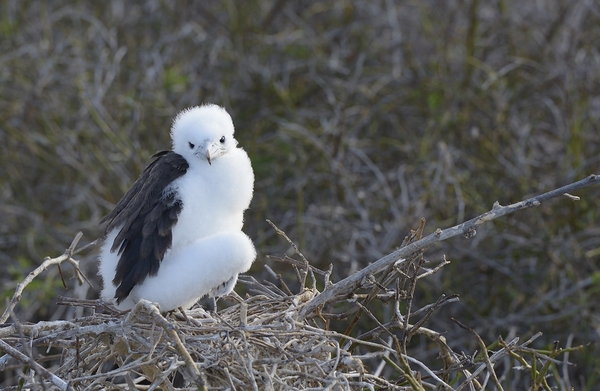 Magnificent Frigatebird Fregata magnificens chick sitting on nest North Seymour Island Galapagos Islands Ecuador
 Digital Download