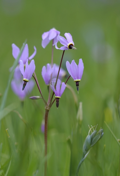 Shooting Star Dodecatheon pulchellum Cowichan Garry Oak Preserve Cowichan Valley Vancouver Island British Columbia. Digital Download
