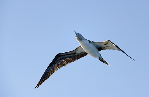 Blue footed Booby Sula nebouxii Punta Moreno Isabela Island Galapagos Islands Ecuador Digital Download