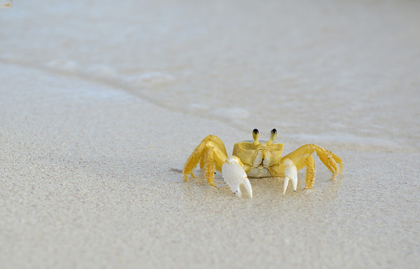Ghost Crab Digital Download