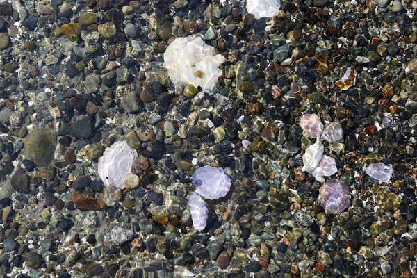 Detail image of rocks and shells on the beach Digital Download