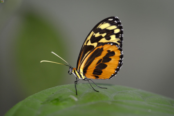 Heliconius Butterfly Digital Download