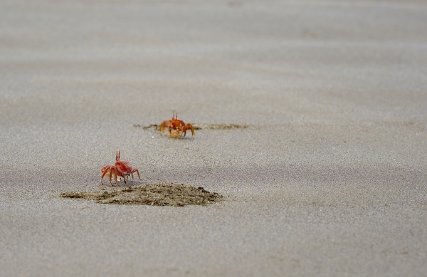 Ghost crabs Ocypode Gaudichaudii and burrows on Espumilla Beach Santiago Island Galapagos Islands Ecuador
 Digital Download