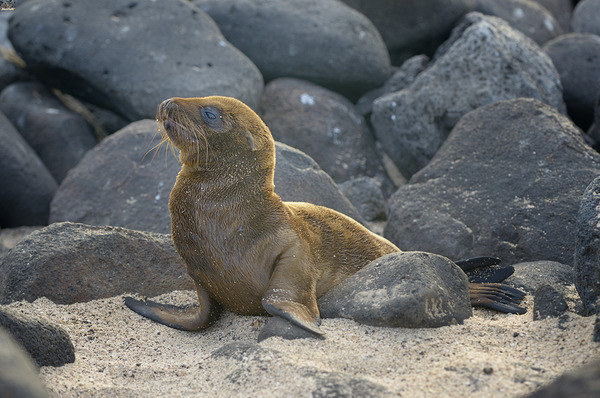 KO EC 14065 Digital Download