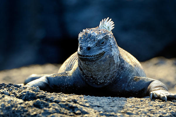 Marine Iguana perched on the rocks Punta Espinosa Digital Download