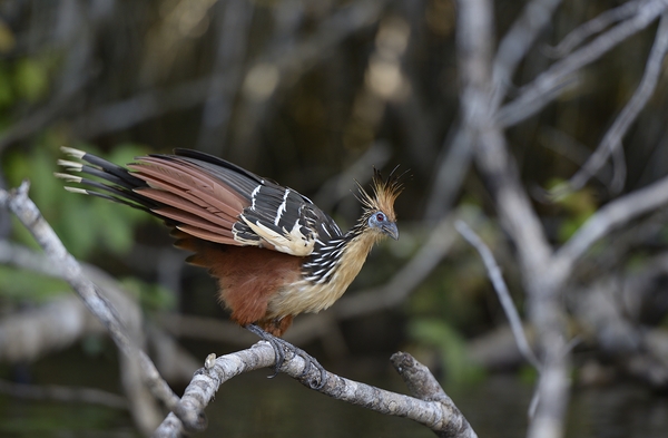 Hoatzin Opisthocomus hoazin on a branch over Lake Garzacocha La Selva Jungle Eco Lodge Amazon Basin Ecuador
 Digital Download