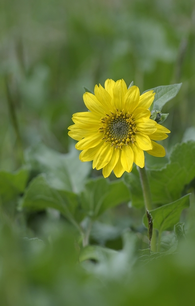 Deltoid Balsamroot Balsamorhiza deltoidea Cowichan Valley Vancouver Island British Columbia Canada Digital Download