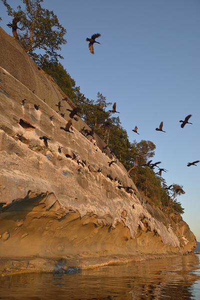 CORMORANTS FLYING ABOVE SCULPTED SANDSTONE CLIFFS Digital Download