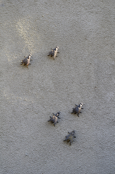 Metal fly sculpture on a house wall Tannay Nièvre Burgundy France Digital Download