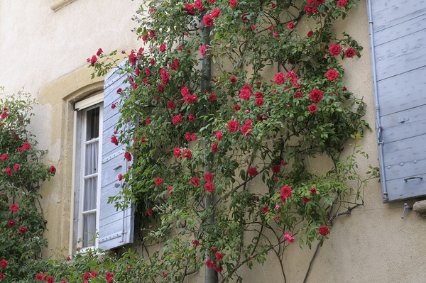 Roses climbing a wall Lourmarin Digital Download