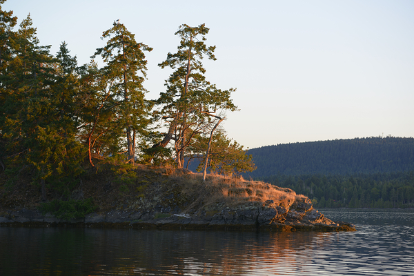 Arbutus and fir trees on the point at Conover Cove Digital Download
