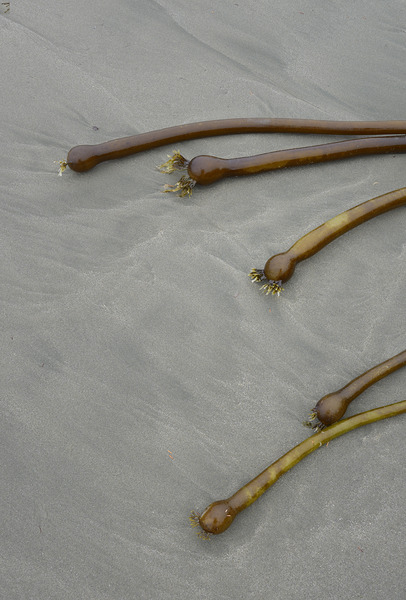 Bull kelp Florencia Beach Pacific Rim National Park Digital Download