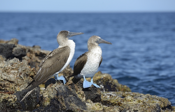 Blue footed Booby Sula nebouxii Punta Moreno Isabela Island Galapagos Islands Ecuador Digital Download