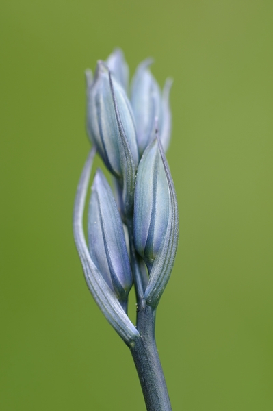 Common Camas Camassia quamash Cowichan Garry Oak Preserve Cowichan Valley Vancouver Island British Columbia. Digital Download