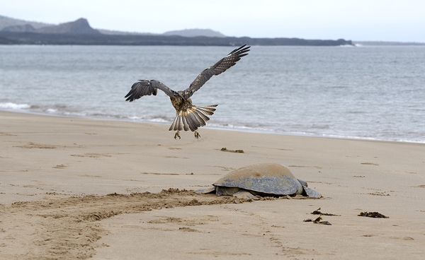 Galapagos Hawk Buteo galapagoensis flying above a Galapagos green turtle Playa Espumilla Santiago Island Galapagos Islands Ecuador
 Digital Download