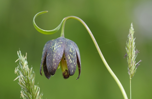 Chocolate Lily Fritillaria affinis Cowichan Valley Vancouver Island British Columbia Canada Digital Download