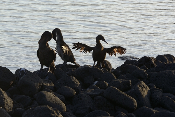 Flightless Cormorants Phalacrocorax harrisi stretching their wings Punta Espinosa Fernandina Island Galapagos Islands Ecuador Digital Download