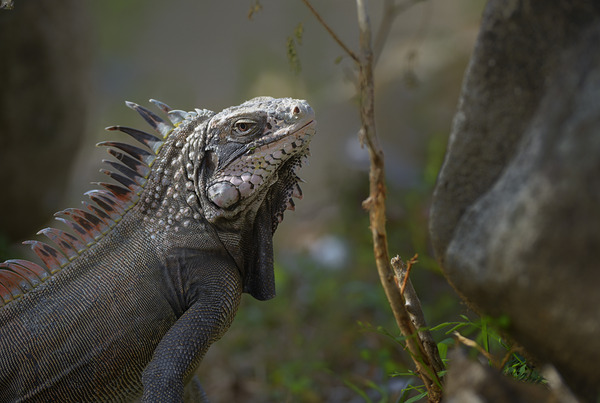 Green Iguana Digital Download