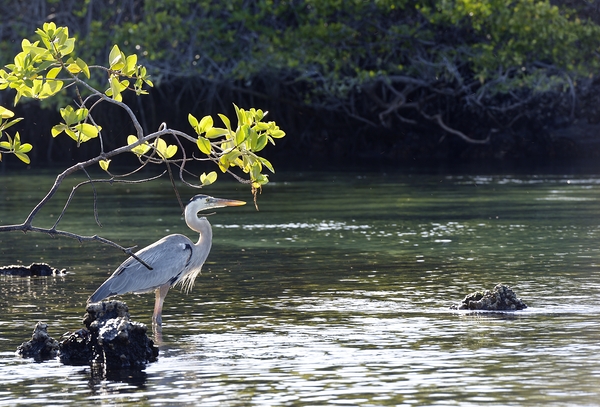 Great Blue Heron Ardea herodias Elizabeth Bay Isabela Island Galapagos Islands Ecuador Digital Download