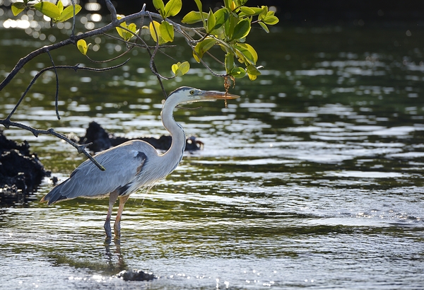 Great Blue Heron Ardea herodias Elizabeth Bay Isabela Island Galapagos Islands Ecuador Digital Download