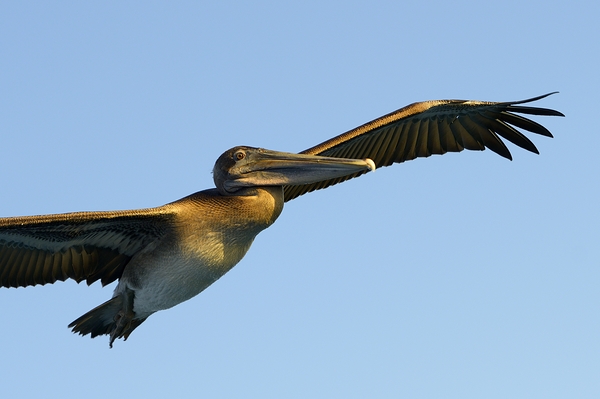 Brown Pelican Pelecanus occidentalis Elizabeth Bay Isabela Island Galapagos Islands Ecuador Digital Download