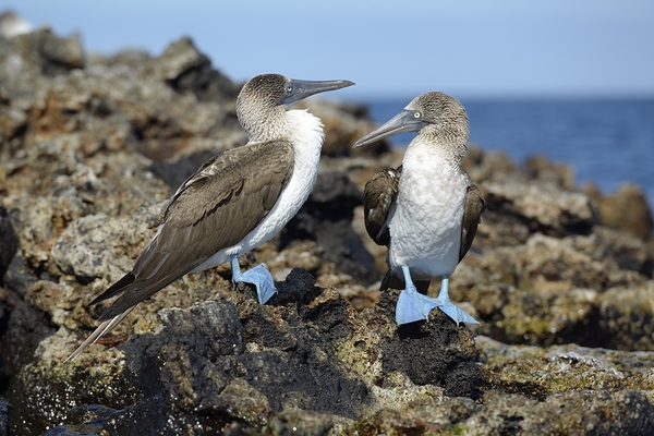 Blue footed Booby Sula nebouxii Punta Moreno Isabela Island Galapagos Islands Ecuador Digital Download