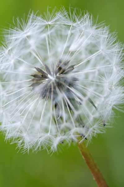Dandelion Cowichan Valley Vancouver Island British Columbia Canada Digital Download