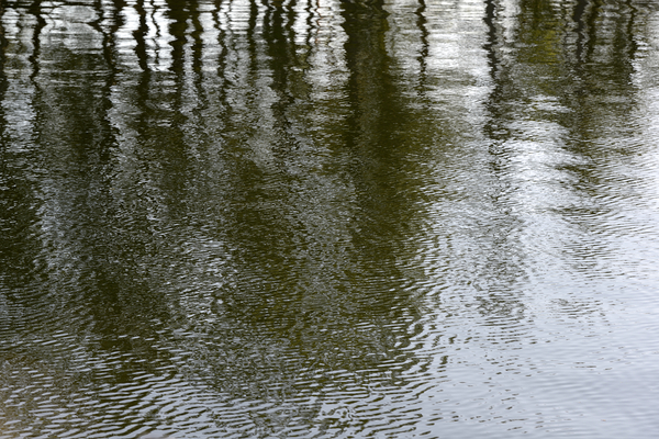 Trees reflected in the ocean Digital Download