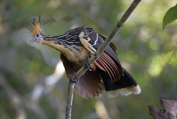Hoatzin Opisthocomus hoazin on a branch La Selva Jungle Eco Lodge Amazon Basin Ecuador
 Digital Download