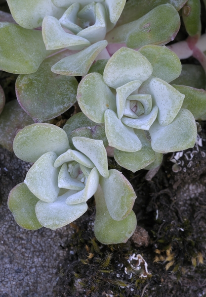 Broadleaf Stonecrop Collinsia parviflora Sedum spathulifolium Cowichan Valley Vancouver Island British Columbia Canada Digital Download