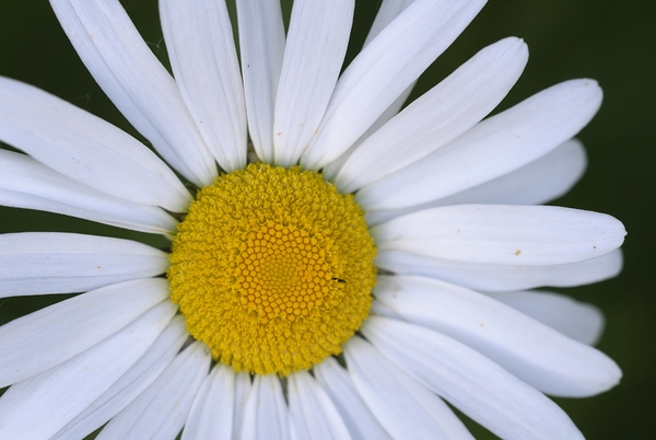 Daisy Cowichan Valley Vancouver Island British Columbia Canada Digital Download