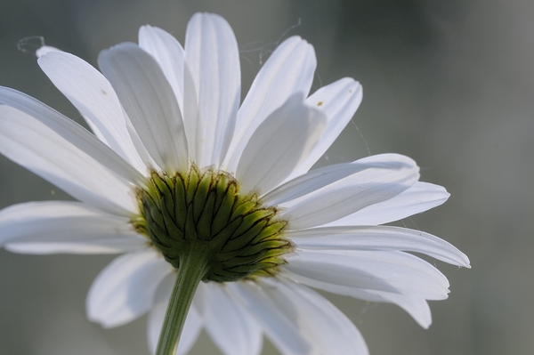 Daisy Cowichan Valley Vancouver Island British Columbia Canada Digital Download