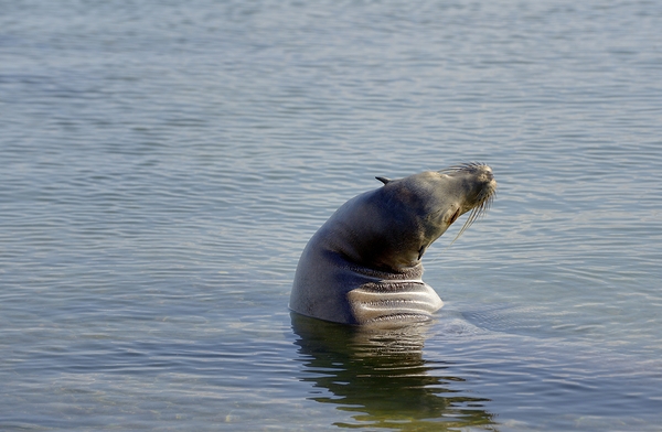 Galapagos sea lion Zalophus wollebaeki stretching Punta Espinosa Fernandina Island Galapagos Islands Ecuador Digital Download
