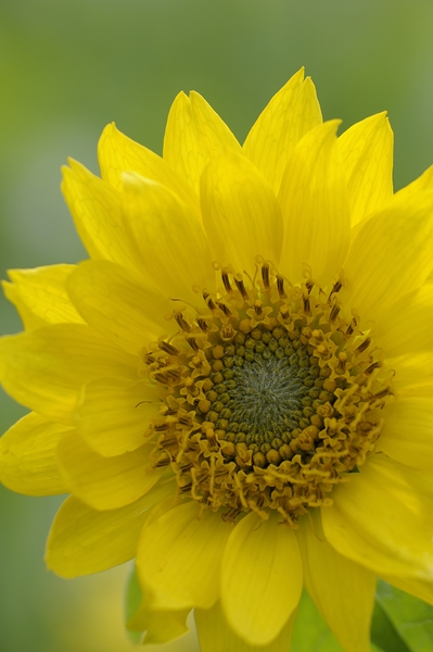 Deltoid Balsamroot Balsamorhiza deltoidea Cowichan Valley Vancouver Island British Columbia Canada Digital Download