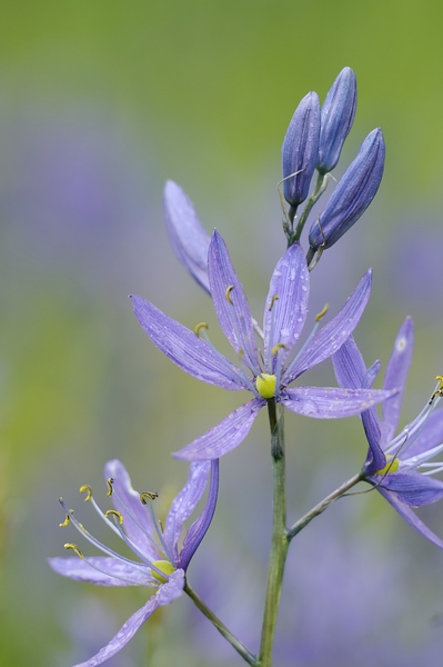 Common Camas Camassia quamash Cowichan Valley Vancouver Island British Columbia Canada Digital Download