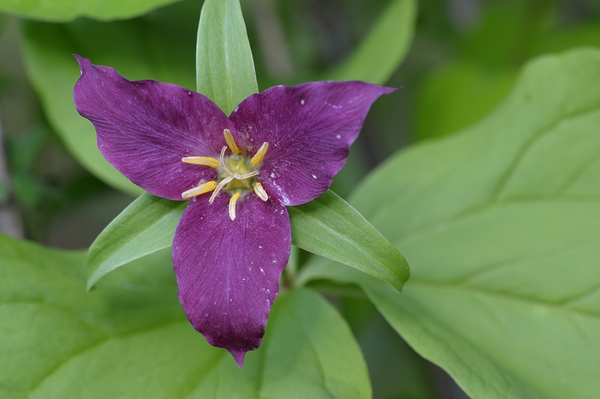 Western Trillium Trillium ovatum Cowichan Valley Vancouver Island British Columbia Canada Digital Download