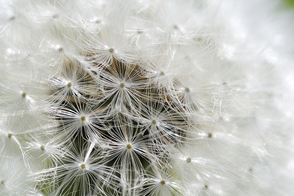 Dandelion Cowichan Valley Vancouver Island British Columbia Canada Digital Download